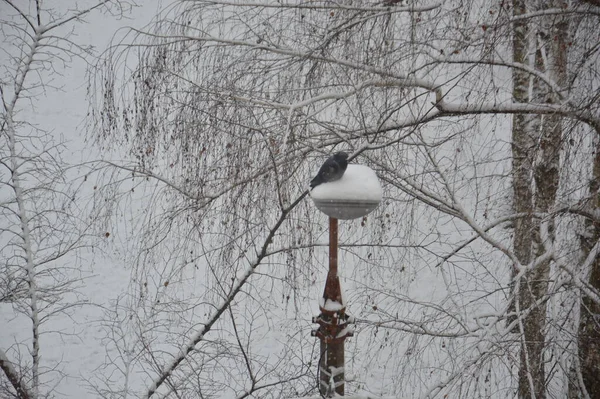 Corvi Siedono Sugli Oggetti Una Giornata Invernale — Foto Stock