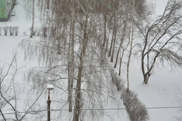 Snow fell on the trees in a the city