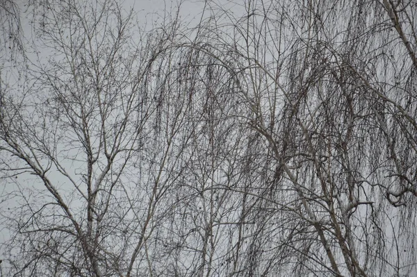 Снег Упал Деревья Городе — стоковое фото