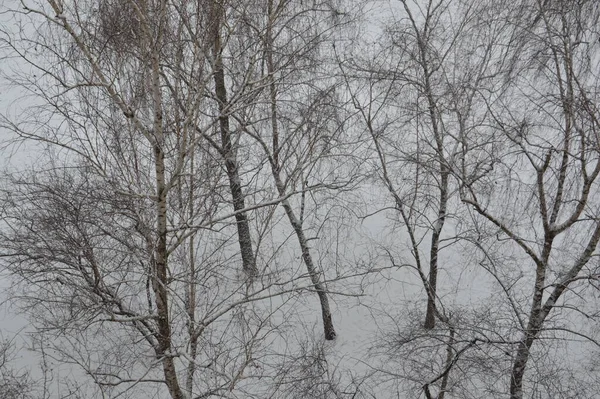 Neve Cadde Sugli Alberi Una Città — Foto Stock