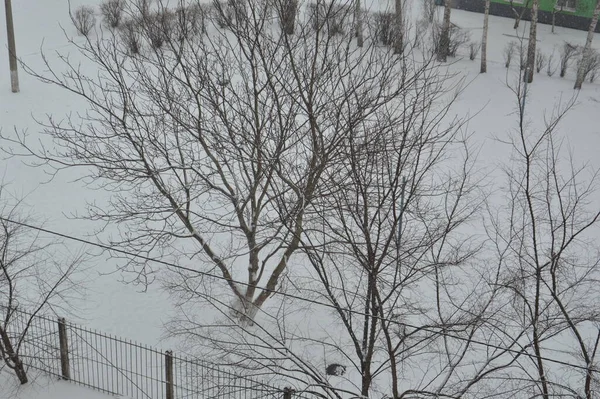 Снег Упал Деревья Городе — стоковое фото