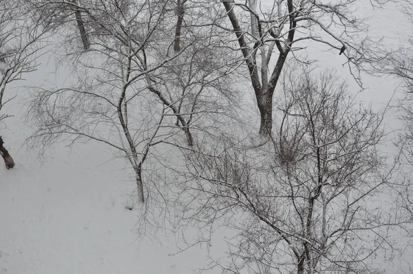Nieve Cayó Sobre Los Árboles Ciudad — Foto de Stock