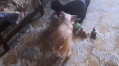 Chihuahua köpeği evde oynuyor.
