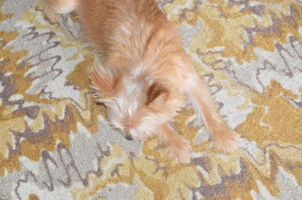 Piccolo Cane Chihuahua Marrone Appartamento — Foto Stock