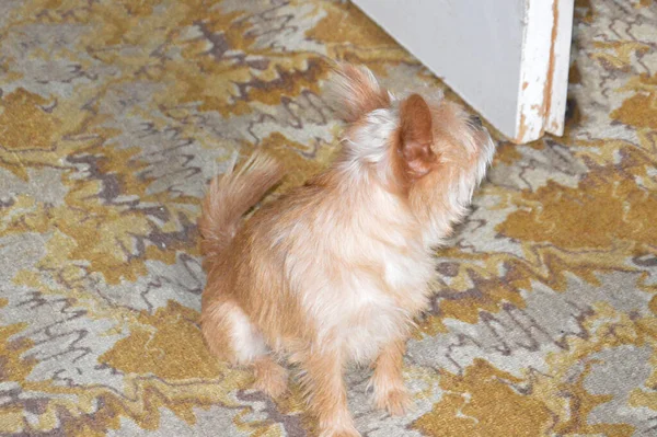Kis Barna Chihuahua Kutya Egy Lakásban — Stock Fotó