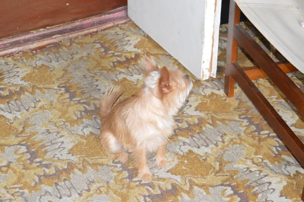Pequeño Perro Chihuahua Marrón Apartamento — Foto de Stock