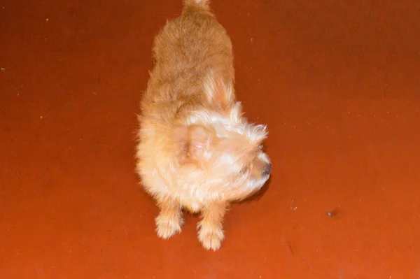 Pequeno Cão Chihuahua Marrom Apartamento — Fotografia de Stock