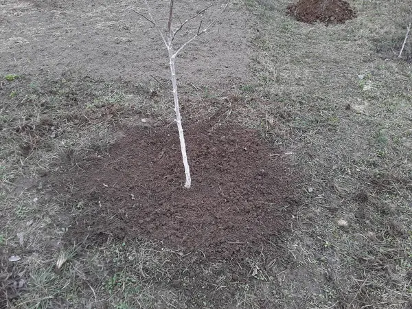 Lkbaharda Ekilen Ağaçlarla Ilgilenmek — Stok fotoğraf