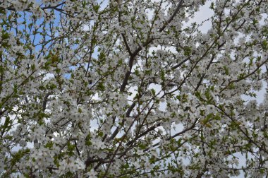 Elma ağaçları baharda çiçek açtı.