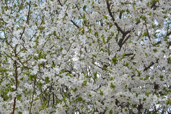 Apfelbäume Blühten Frühling Garten — Stockfoto
