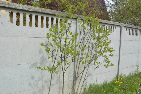 Frühjahrsputz Von Jungen Bäumen Garten — Stockfoto