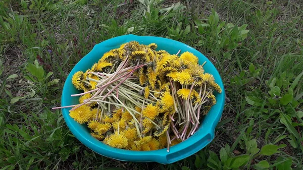 Reçel yapmak için karahindiba topluyorum.