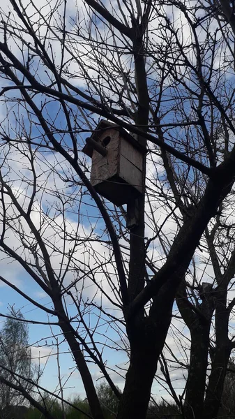 Vogelhuisje Voor Vogels Aan Een Boom — Stockfoto