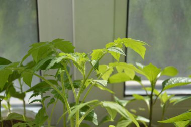 Sebze filizleri, filizler.