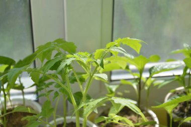 Sebze filizleri, filizler.