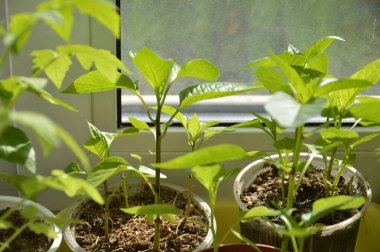 Sebze filizleri, filizler.