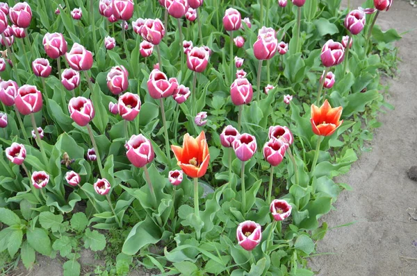 Textur Eines Feldes Aus Bunten Blühenden Tulpen — Stockfoto