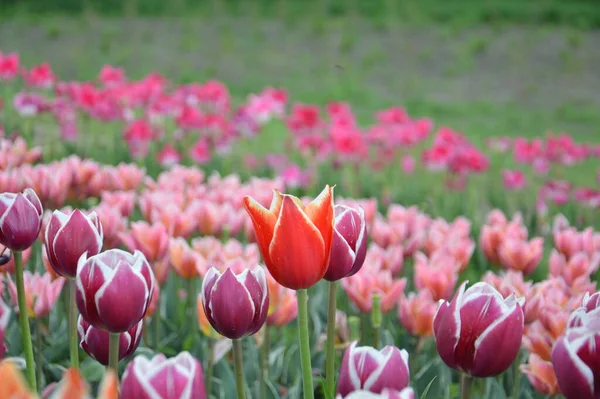 Texture Champ Tulipes Fleuries Multicolores — Photo