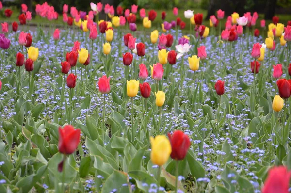 Texture Champ Tulipes Fleuries Multicolores — Photo