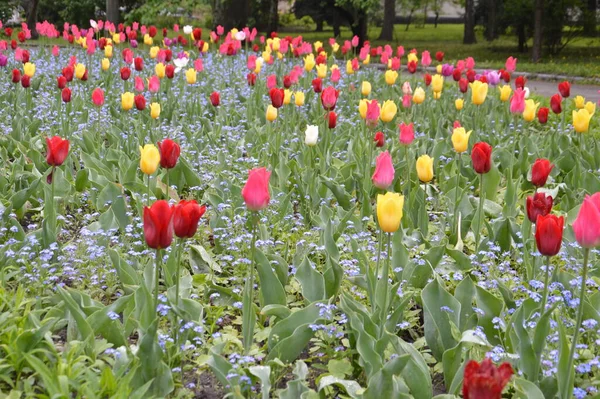 Tekstura Pola Wielobarwnych Kwitnących Tulipanów — Zdjęcie stockowe