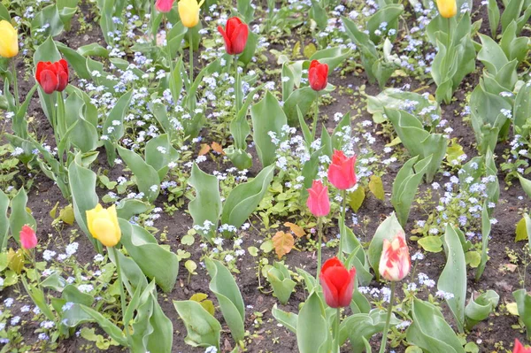 Текстура Поля Разноцветных Цветущих Тюльпанов — стоковое фото
