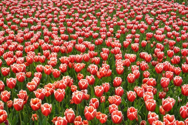 Tekstura Pola Wielobarwnych Kwitnących Tulipanów — Zdjęcie stockowe