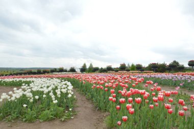 Lale bahçesinde peyzaj.