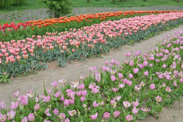 多色の開花チューリップのフィールドのテクスチャ — ストック写真