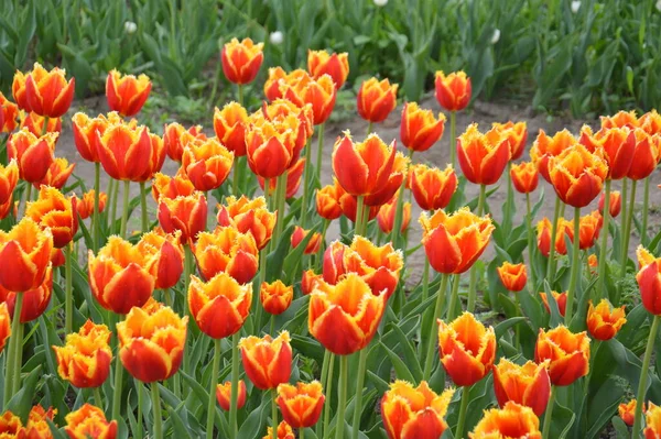 Текстура Поля Разноцветных Цветущих Тюльпанов — стоковое фото