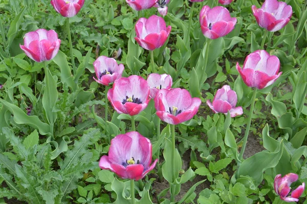 Texture Champ Tulipes Fleuries Multicolores — Photo