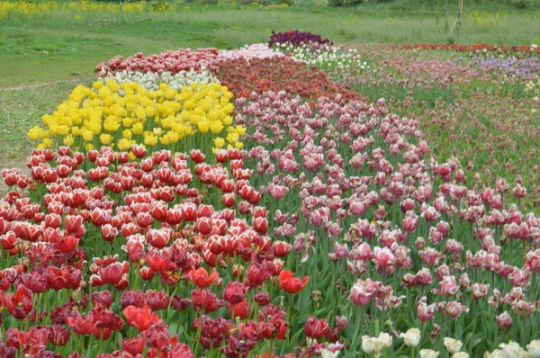 Texture Champ Tulipes Fleuries Multicolores — Photo