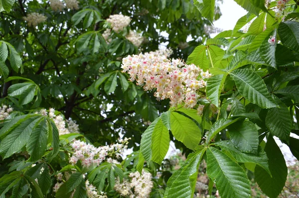 Las Castañas Florecieron Después Lluvia — Foto de Stock