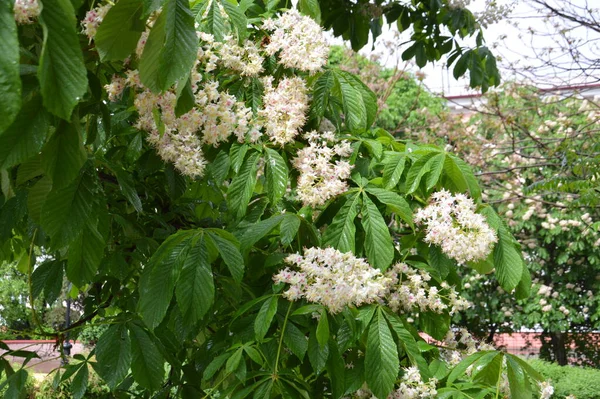 Castanhas Floresceram Após Chuva — Fotografia de Stock