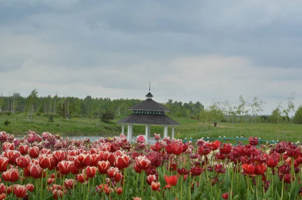 Paisagismo Arboreto Tulipa — Fotografia de Stock