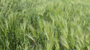 Genç buğday kulakları Rüzgarda hareket eder