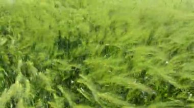 Genç buğday kulakları Rüzgarda hareket eder