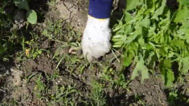 Bahçeye ellerinle sebze ekiyorsun.