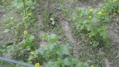 El spreyi ile bitki koruma ürünleri sıkmak.