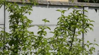 Genç meyve ağaçları beton çit boyunca büyür.