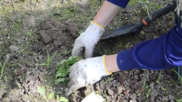 Plantando Plantas Jovens Legumes Jardim Com Mãos — Vídeo de Stock