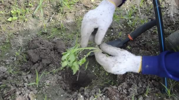 Plantación Plantas Jóvenes Verduras Jardín Con Las Manos — Vídeos de Stock