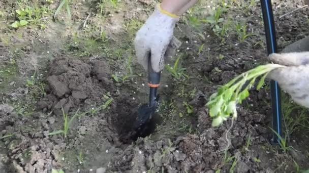 Plantando Plantas Jovens Legumes Jardim Com Mãos — Vídeo de Stock