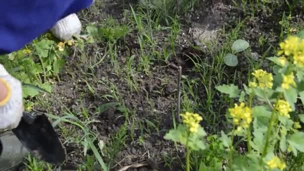 Mit Den Händen Junge Gemüsepflanzen Den Garten Pflanzen — Stockvideo