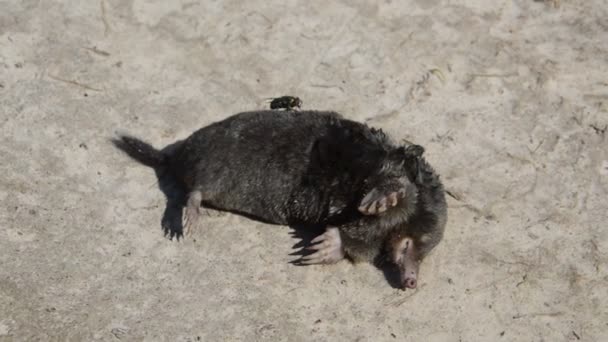 Flies Land Dead Body Mole — Stock Video