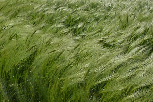 Las Espigas Jóvenes Trigo Mueve Viento —  Fotos de Stock