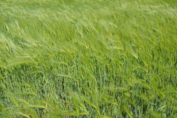 Las Espigas Jóvenes Trigo Mueve Viento —  Fotos de Stock