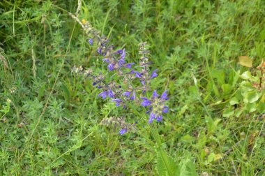Various wildflowers bloomed with a  grass