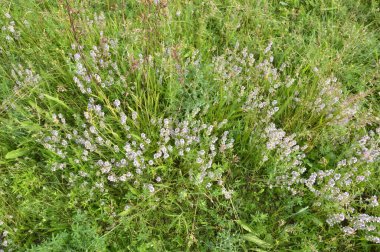Various wildflowers bloomed with a  grass