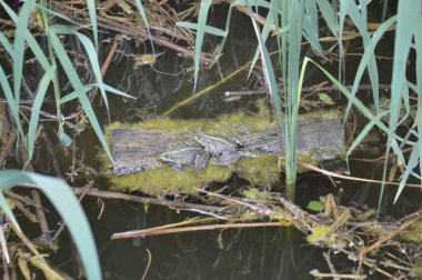 Lacustrine vegetation reeds and a algae
