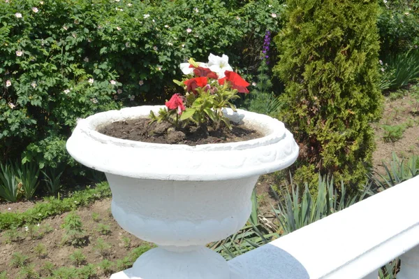 White Vase Blooming Roses — Foto Stock